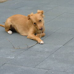 Pimy
