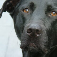Teun