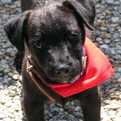 Onze hond Diesel als pup