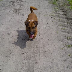 Dexx in aantocht.