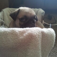 peek a boo!