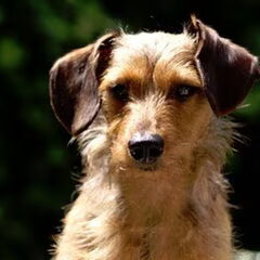 Indy 1 jaar.