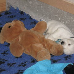 pup mexx