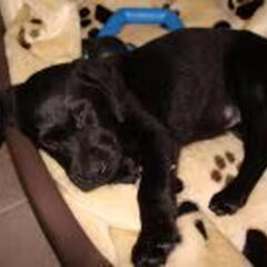 dat is mijn vorige hond (: