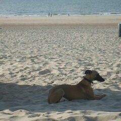 Zora op het strand.