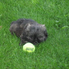 met de bal