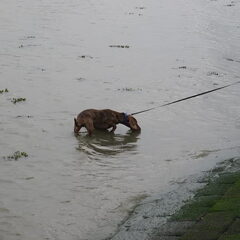Joepie, dit durf ik al. Zo ver in het water bij…