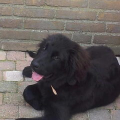 Wammes 18 weken oud