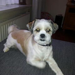 Onze boomer Max