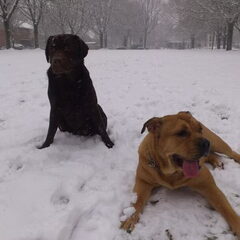 Dana (Labrador) en Romy (Ca de bou)