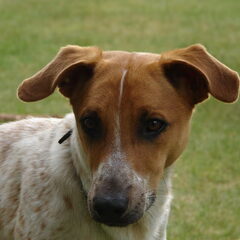 Buddy(L)