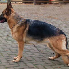 moni von babylon (moeder van greno)