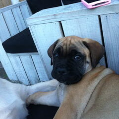 Knapperd