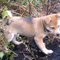Yume-tje als pup.. Hij was erg schattig en heel moeilijk~!