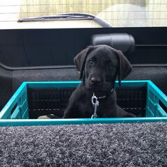 hier onze labrador n00b , hij is geboren op 7 december 2011…