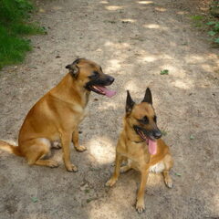 Sita en Spike achter in het bos bij ons huis