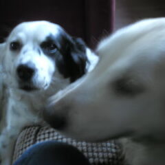 Simba/Flippie