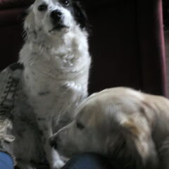 Simba Flippie X