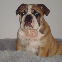 onze bulleman Kain van 14 weken..