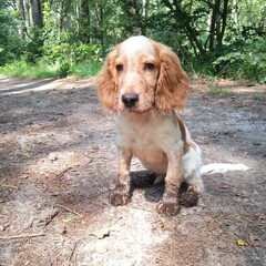 Joey vieze pootjes door de modder.