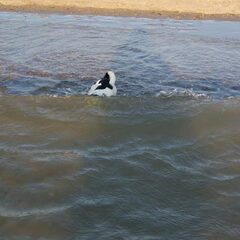 Koppie onder