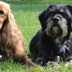 Fellow en zijn beste (doggydance) vriendje Doby
