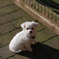 Lady als jonge pup
