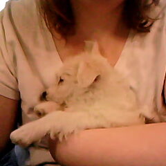 op schootje voor de webcam