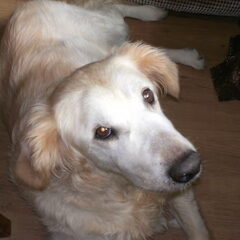 Lieve Simba X