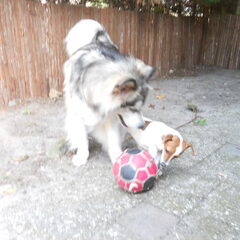 Spelen in de tuin