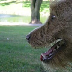 Sem in het park, mooie close up van zijn koppie.