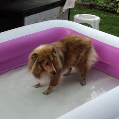 Daisy IN het zwembad.. 2 seconden...