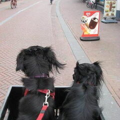 Samen in het fietsmandje