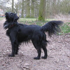 Mijn reu, Xiron, hier 4,5 jaar