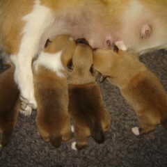pups 12 dagen.