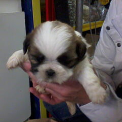 Kleine bently (4 weken)