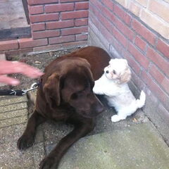 Met haar maatje Floor