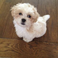 lieve Bo