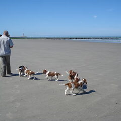 follow the leader