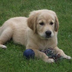 Mijn nieuwe retriever pup Ladybelle ( Belle ) geboren op 15…
