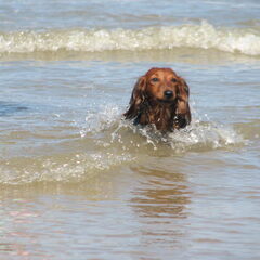 yuki op het strand