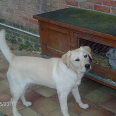 6 maanden