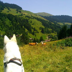 In Zwitserland in de zomer :-D