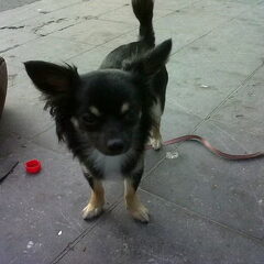 Zoey