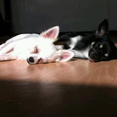 Zoey & Zero :)