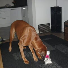 Doortje is hier al weer 2 jaar.