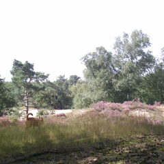 Lekker wandelen op de heide 29-08-2012