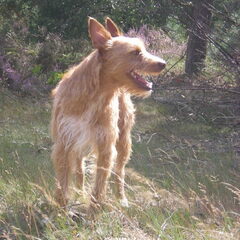 Lekker wandelen op de heide 29-08-2012