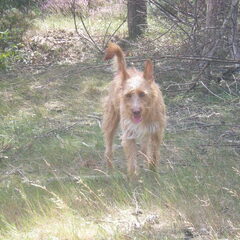 Lekker wandelen op de heide 29-08-2012