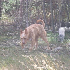 Lekker wandelen op de heide 29-08-2012